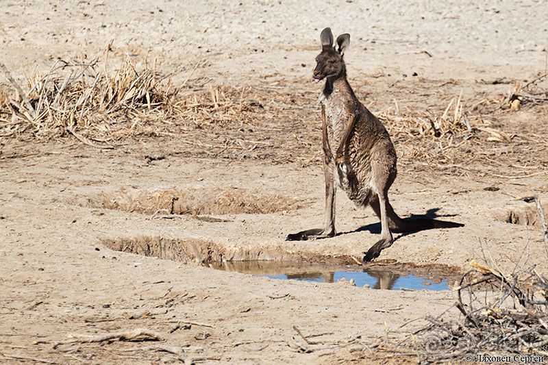 Пересечение Австралии через пустыню