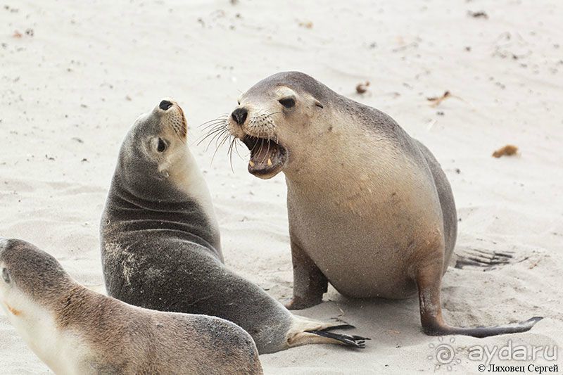 Пересечение Австралии через пустыню