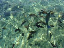 фото Albatros Sharm Resort