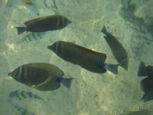 фото Albatros Sharm Resort