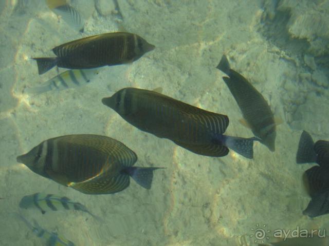 фото Club Pinara