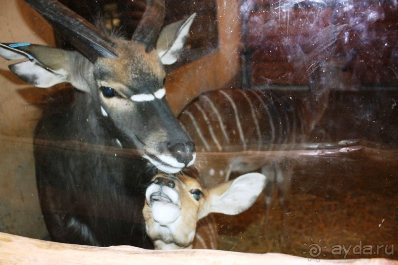 Альбом отзыва "Венгрия-страна открытие"