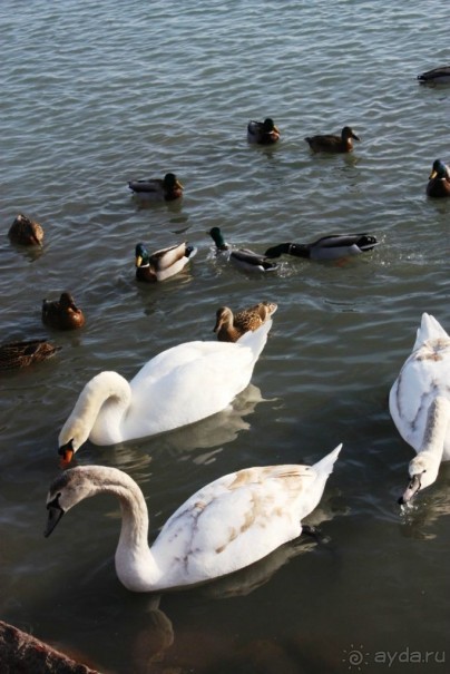 Альбом отзыва "Венгрия-страна открытие"