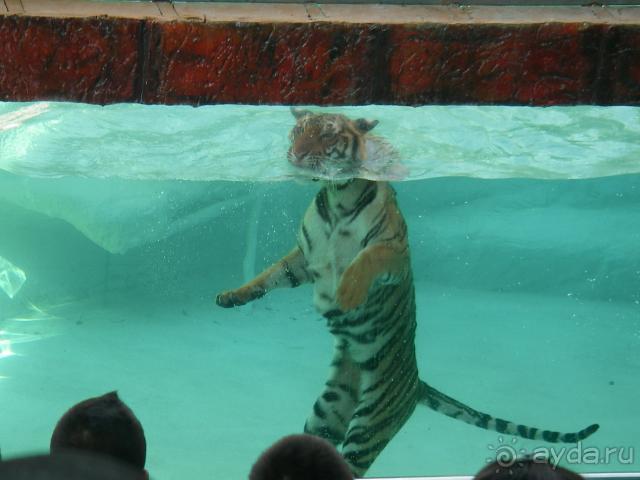 фото Pattaya Garden