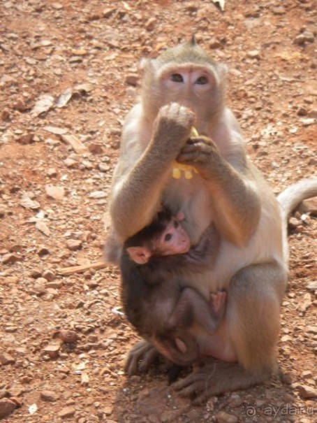 фото Pattaya Garden