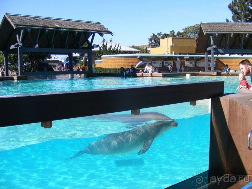 Сан-Диего "Sea World" дельфины, в парке есть касатки, котики, пингвины, белые медведи, парк для детей