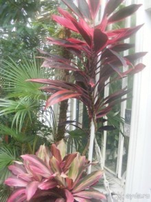 Сан-Франциско парк Golden Gate. Академия цветов