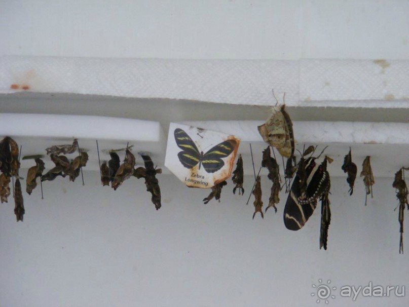 Сан-Франциско парк Golden Gate. Академия цветов- павильон с бабочками