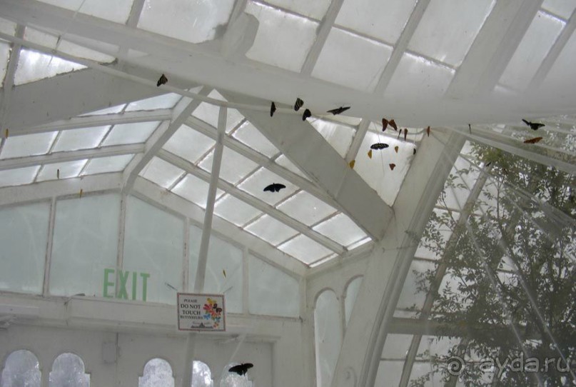 Сан-Франциско парк Golden Gate. Академия цветов- рис