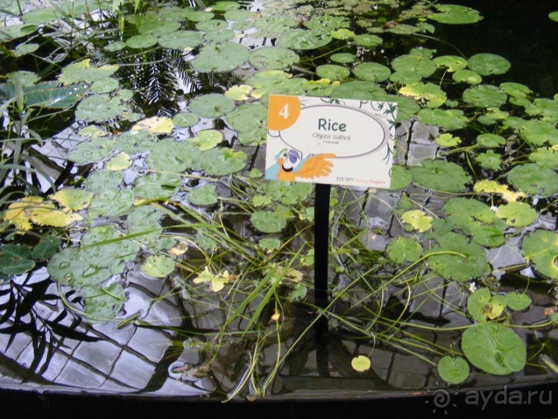 Сан-Франциско парк Golden Gate. схема парка