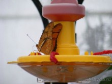 Сан-Франциско парк Golden Gate. Академия цветов- павильон с бабочками