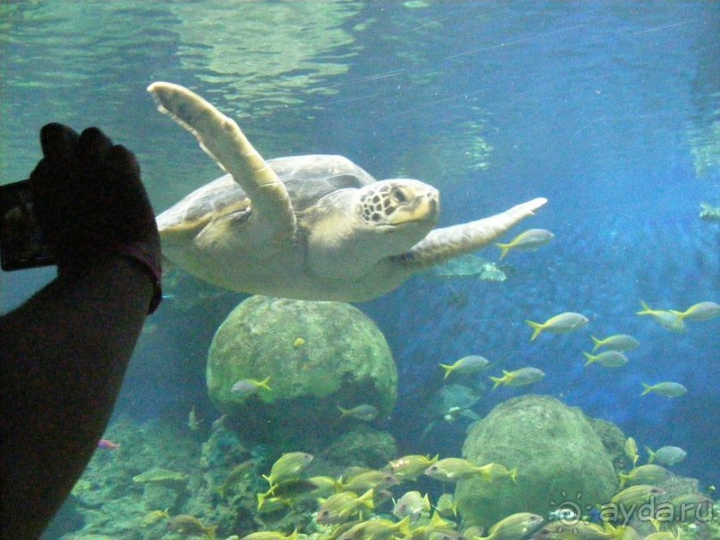 Сан-Диего "Sea World" Гигантские черепахи