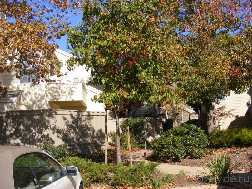 САН-Фран--пригород-Уолнут-Криик-парк