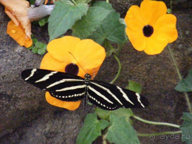 Сан-Франциско парк Golden Gate. Академия цветов- павильон с бабочками