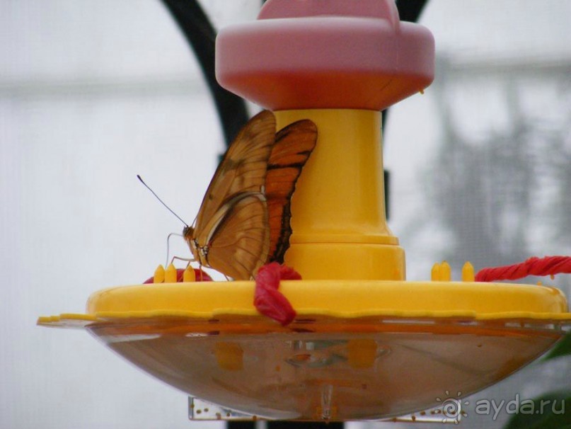Сан-Франциско парк Golden Gate. Академия цветов- павильон с бабочками