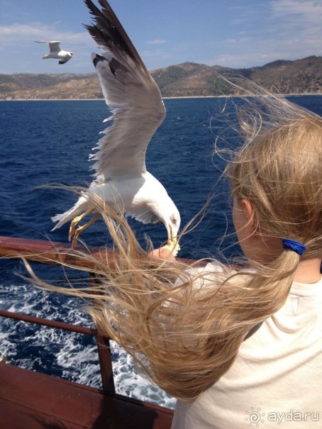 Альбом отзыва "Отдых в деревне Торони"