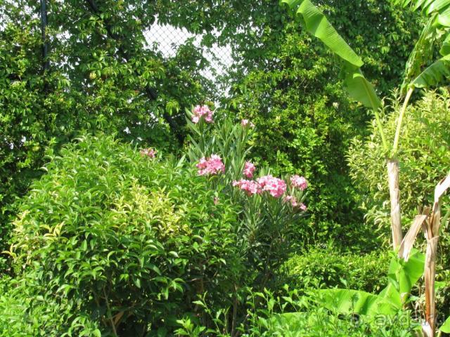 еще терр отеля