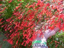 фото Botanik Hotel & Resort