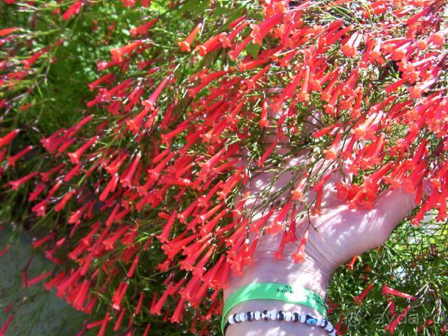 Ботанический сад!