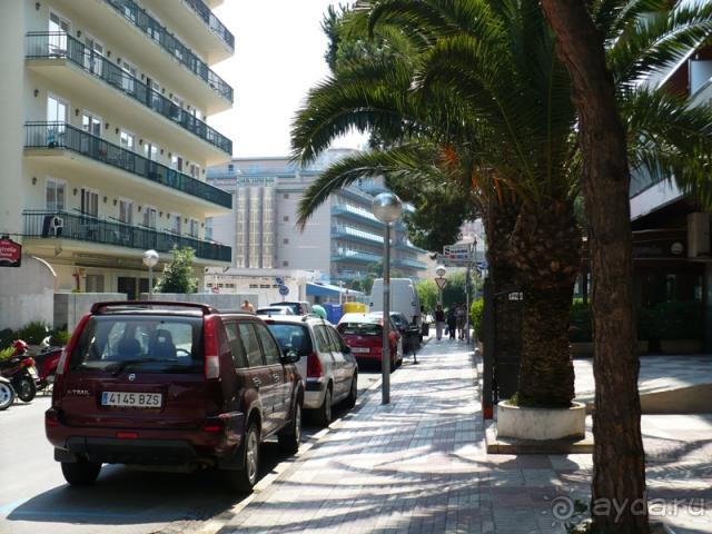 Кактус без колючек