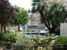 Кактус без колючек