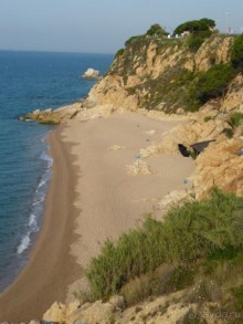 Кактус без колючек