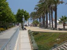 Кактус без колючек