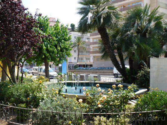 Кактус без колючек