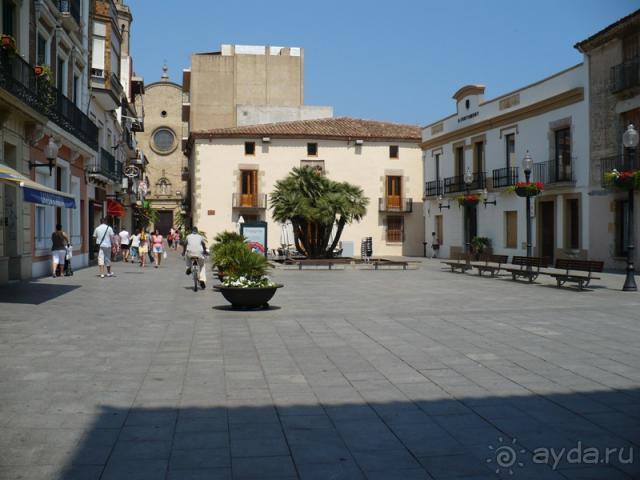 Кактус без колючек