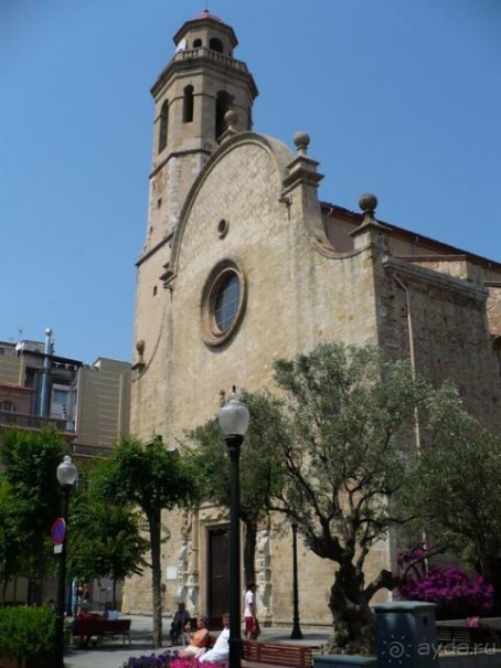 Кактус без колючек