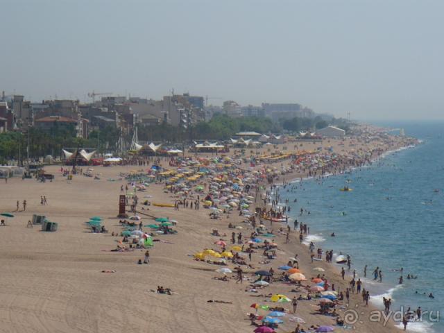 Кактус без колючек