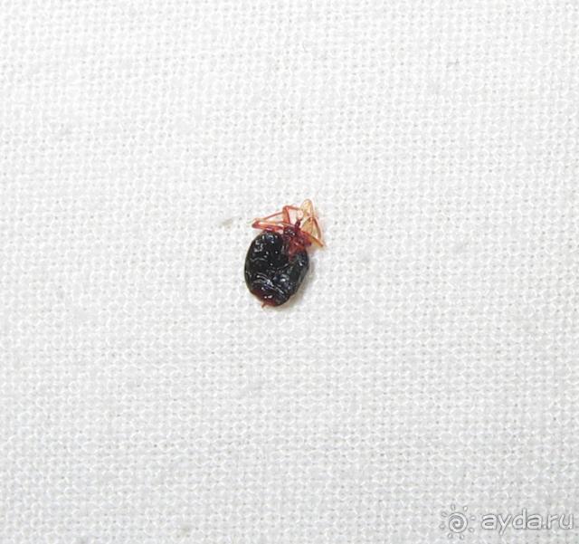 В номере КЛОПЫ!