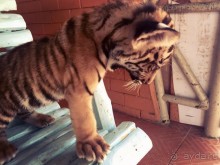 Паттайя – да кто ж ее не знает )