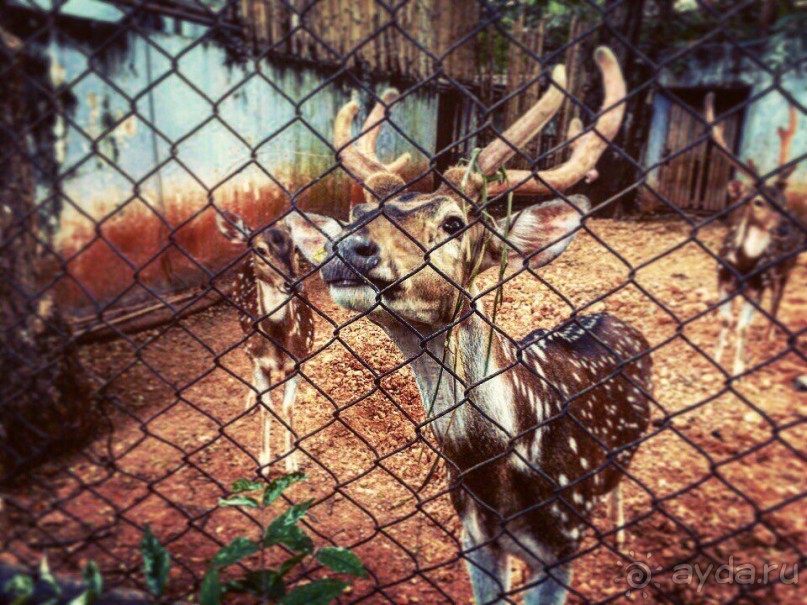 Паттайя – да кто ж ее не знает )