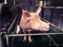 Паттайя – да кто ж ее не знает )