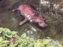 Паттайя – да кто ж ее не знает )