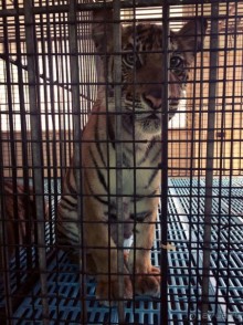 Паттайя – да кто ж ее не знает )