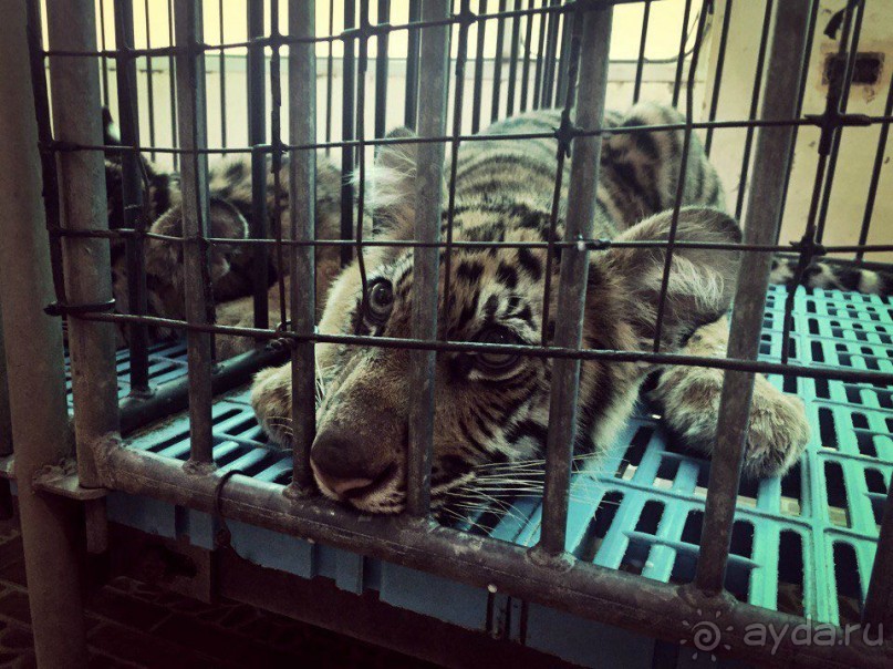 Паттайя – да кто ж ее не знает )