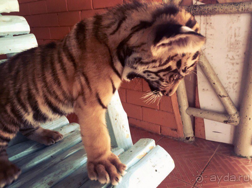 Паттайя – да кто ж ее не знает )