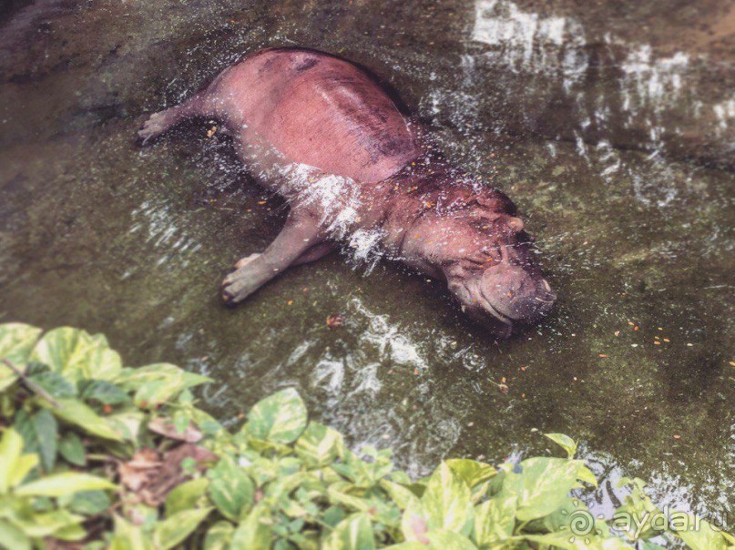 Паттайя – да кто ж ее не знает )