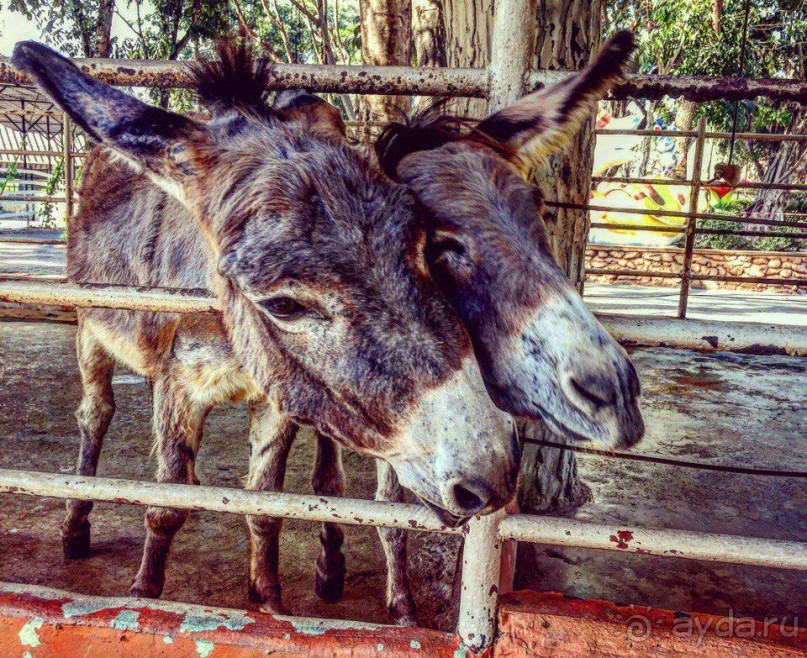 Паттайя – да кто ж ее не знает )