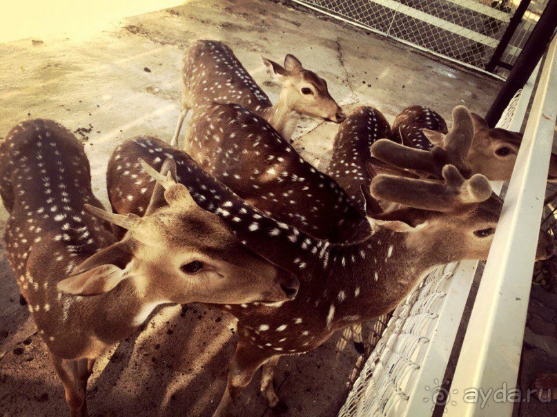 Паттайя – да кто ж ее не знает )