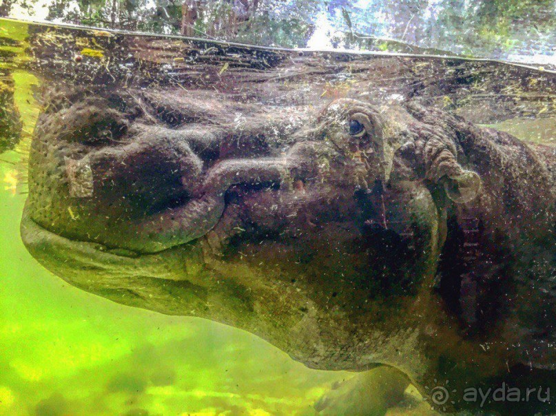 Паттайя – да кто ж ее не знает )