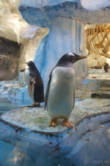 Путеводитель по Дубаи