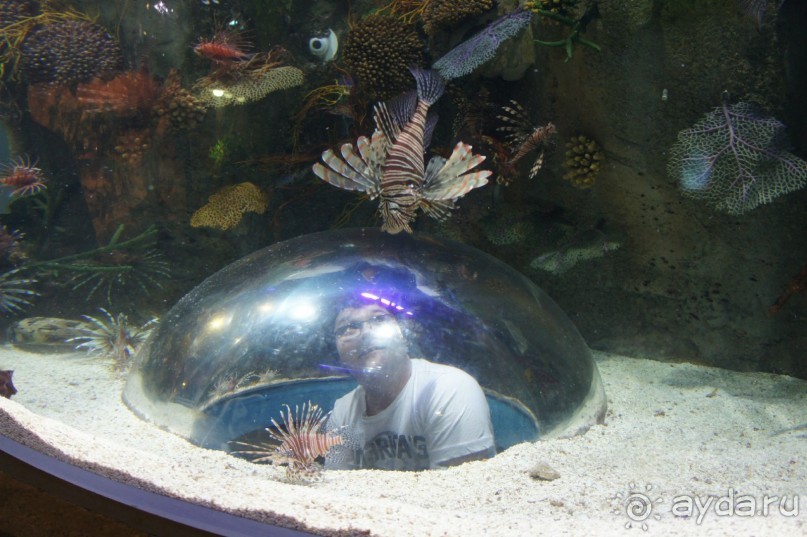 Путеводитель по Дубаи