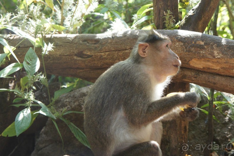 Гоа: здесь рая нет!)