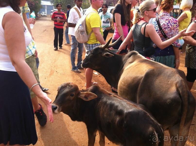 Гоа: здесь рая нет!)