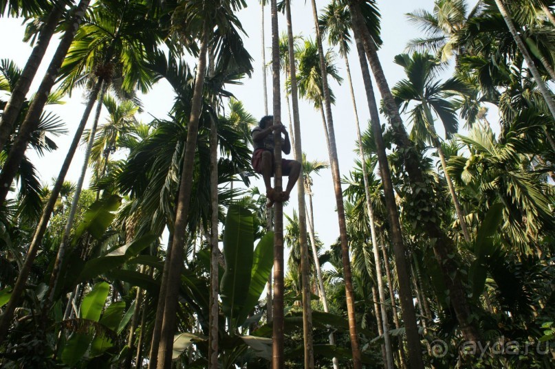 Гоа: здесь рая нет!)