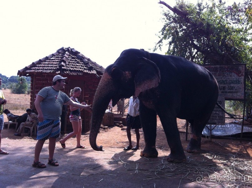 Гоа: здесь рая нет!)