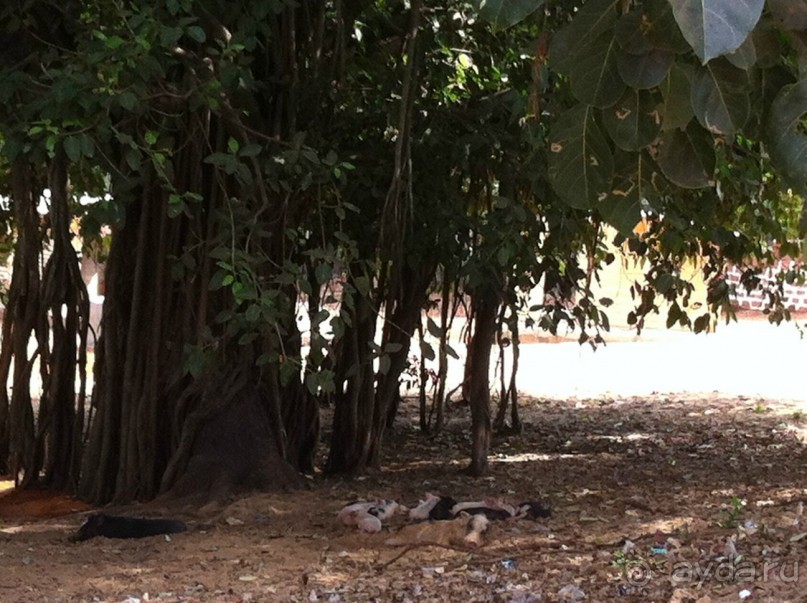 Гоа: здесь рая нет!)